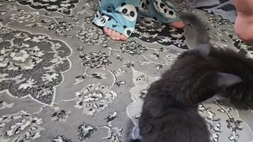 Mixed Breed cats for sale: A beautiful litter of 4 kittens - Video 4