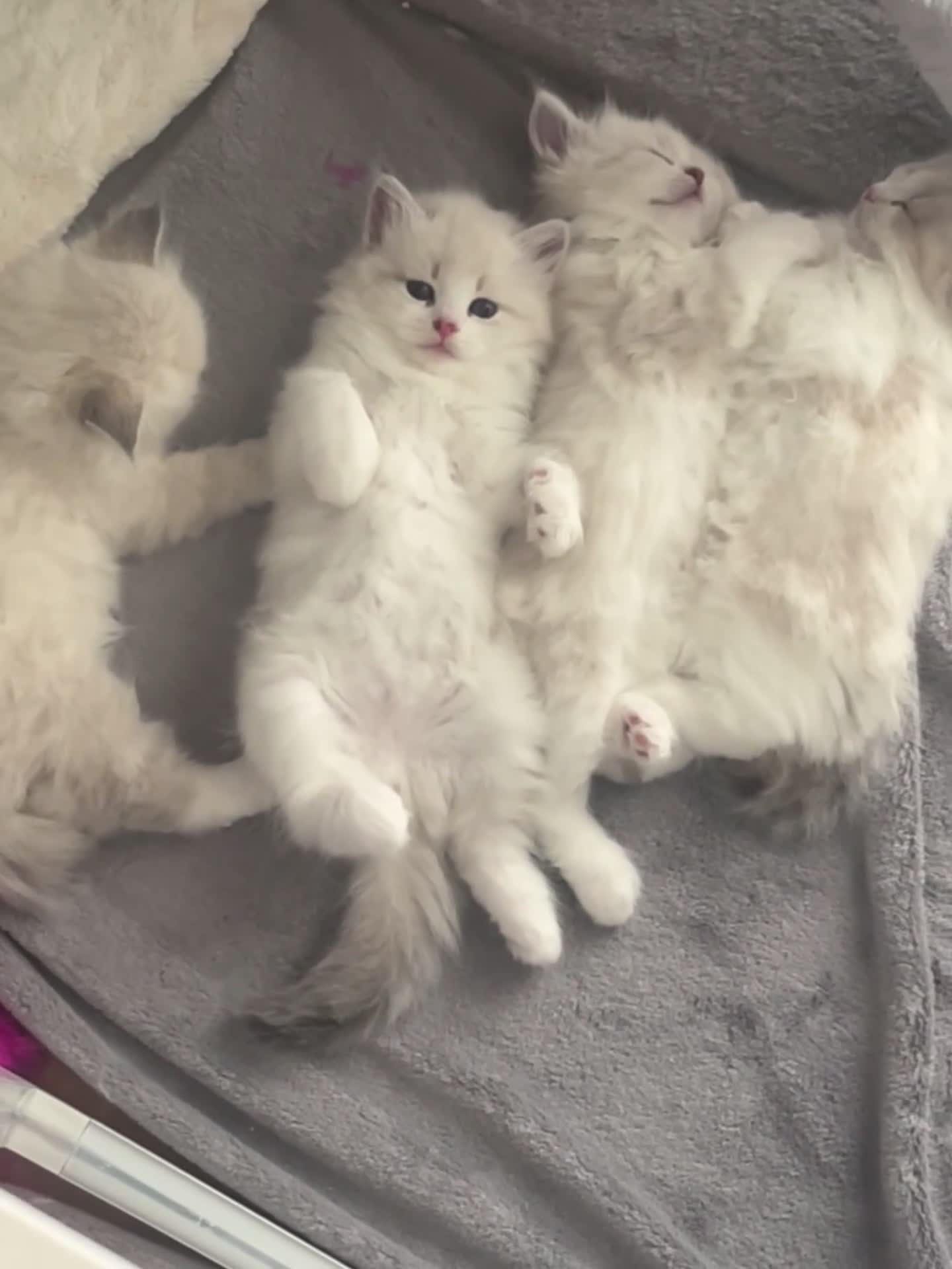 Siberian cats for sale: Neva Masquerade Siberian  - Video 2