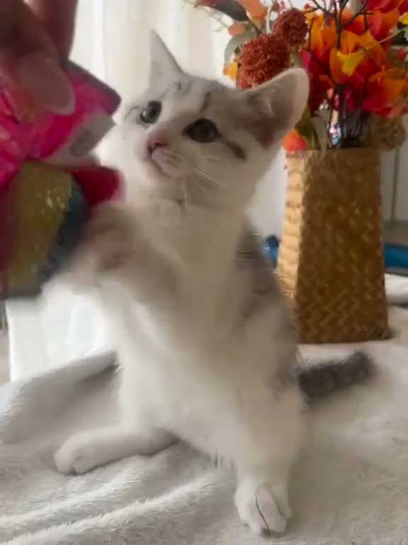 British Shorthair cats for sale: 🐾 3 Beautiful Female Silver Tabby & White Kittens in Harpenden - Video 3