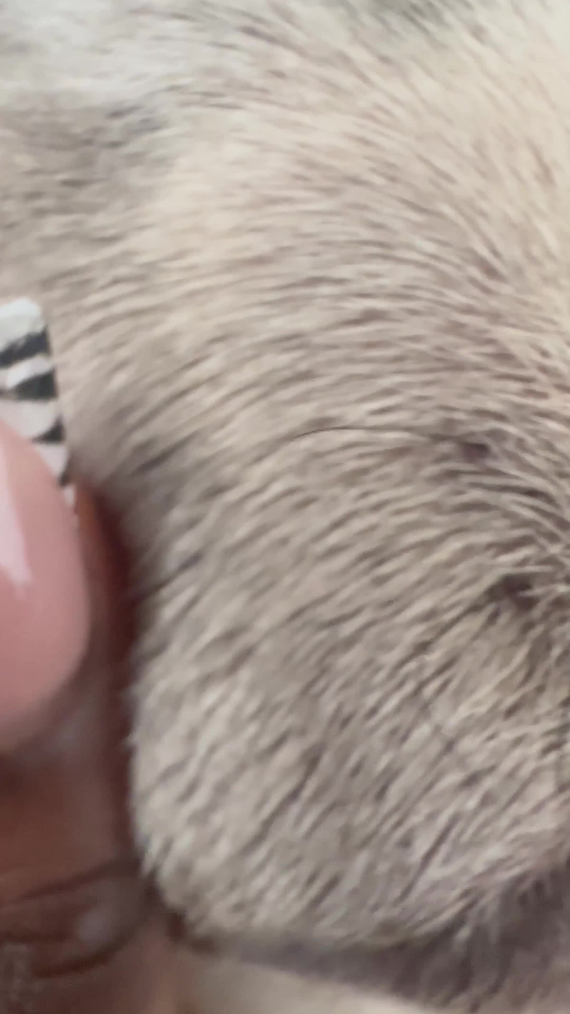 French Bulldog dogs for stud: Quality French Bulldog “Ramo” Available for Stud - Video 1