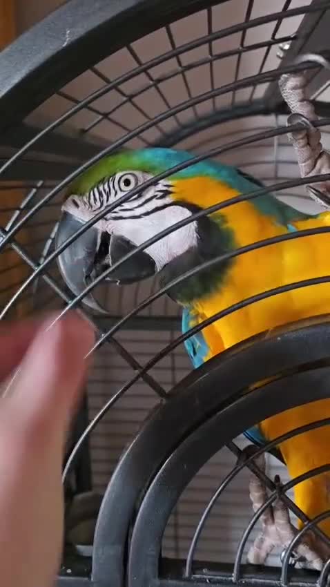 Macaws birds for sale: Blue and gold macaw  in Oldham - Video 1
