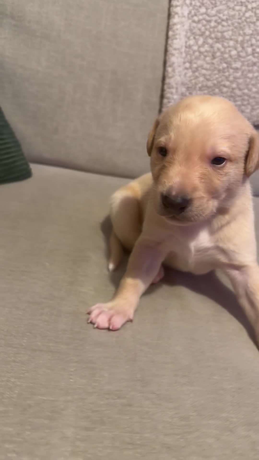 Lurcher dogs for sale: Collie whippet lab grey  - Video 1