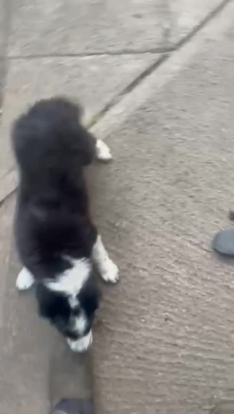 Border Collie dogs for sale: Border collie pup - Video 1