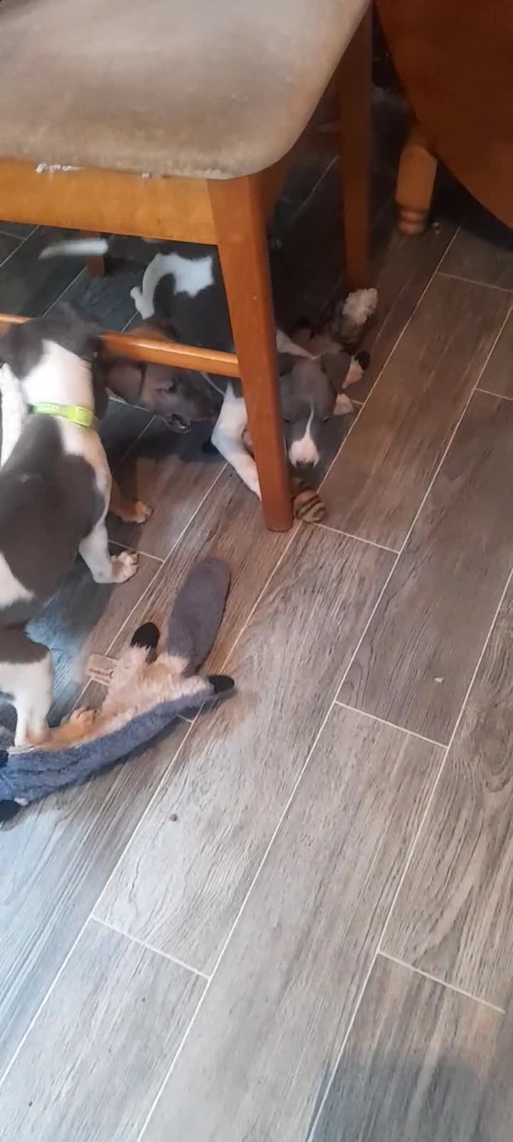 Whippet dogs for sale: Kc registered whippet pups 2 boys left - Video 2