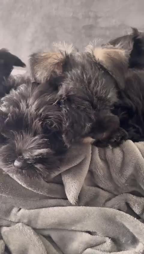 Miniature Schnauzer dogs for sale: KC Pedigree Mini Schnauzer - Video 1