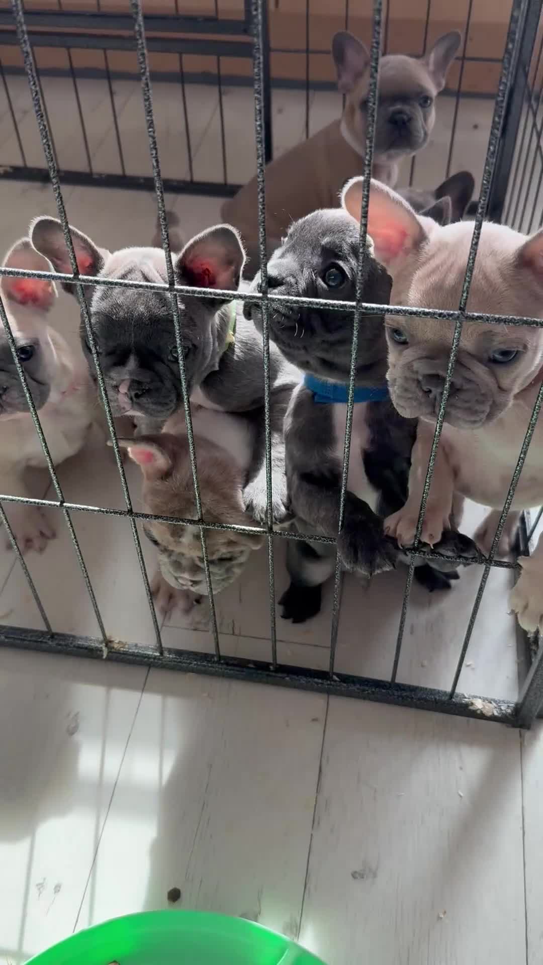 French Bulldog dogs for sale: Top quality french Buldog for sale  - Video 1