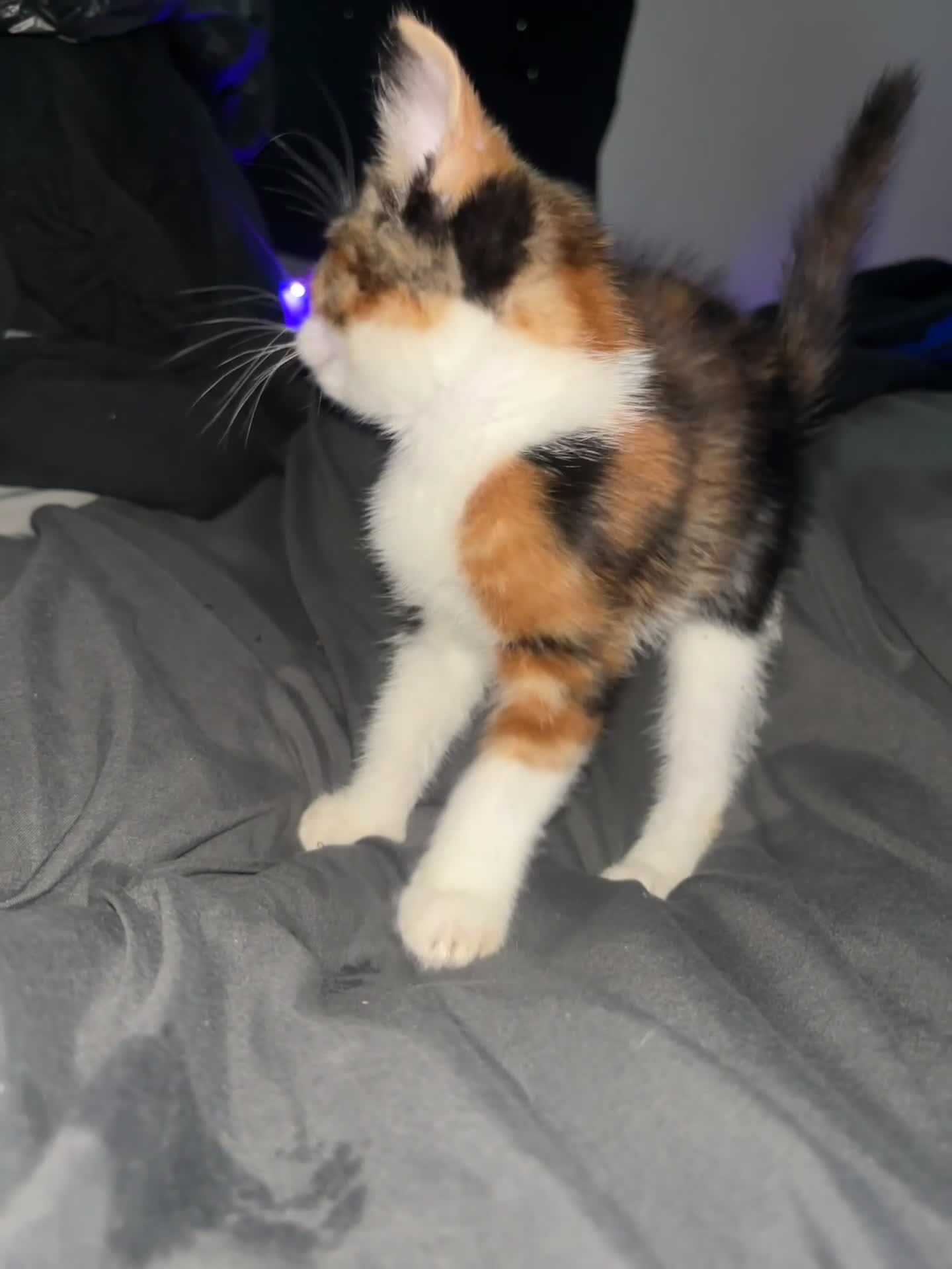 Domestic Shorthair cats for sale: Kittens Available  - Video 4