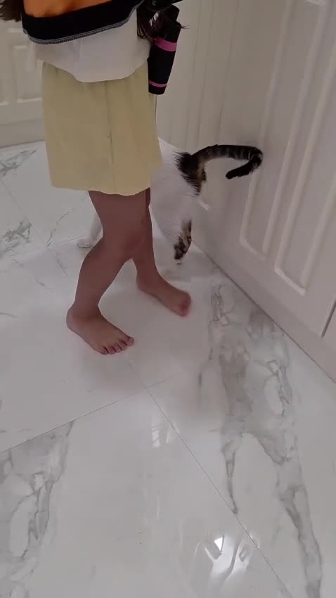 Arabian Mau cats for adoption: Jimmy - Video 1