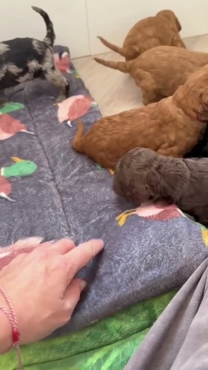 Mixed Breed dogs for sale: 🐾double doodles have arrived 🐾 - Video 2