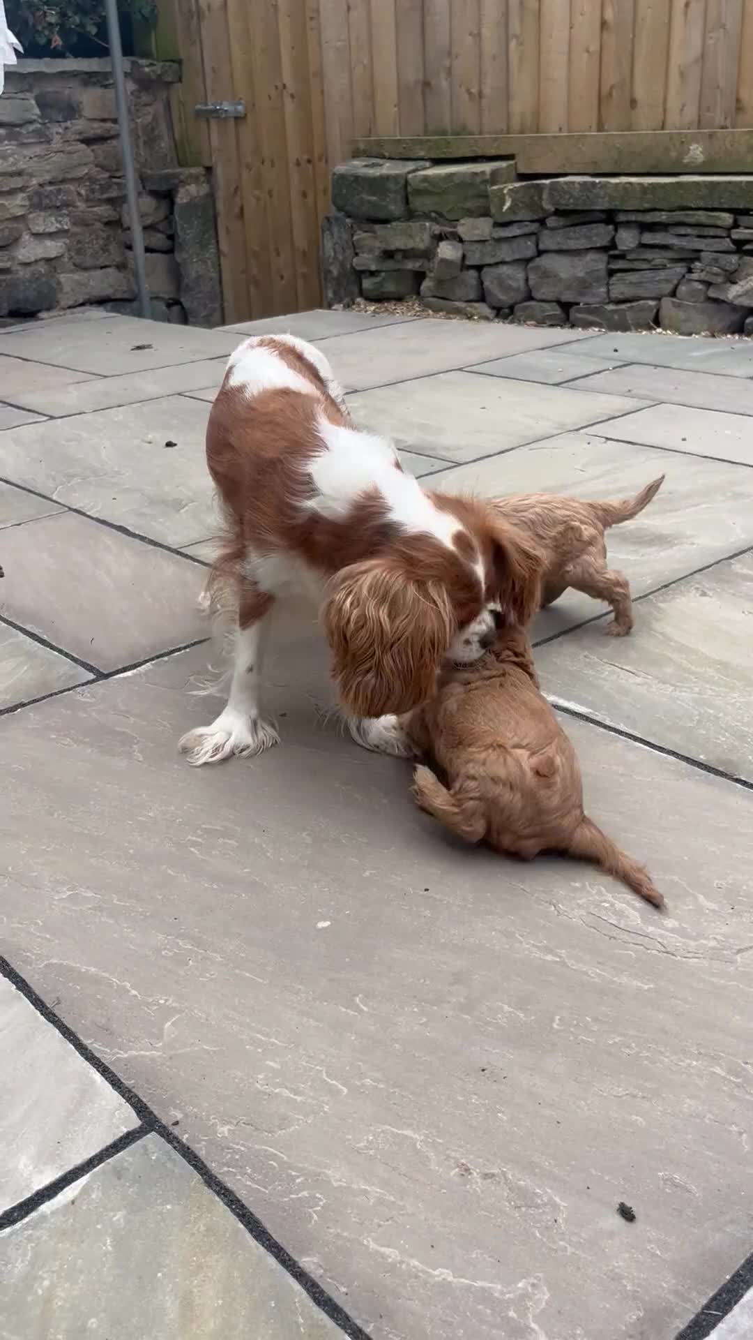 Cavalier King Charles Spaniel dogs for sale: KC registered and DNA clear cavaliers - Video 1