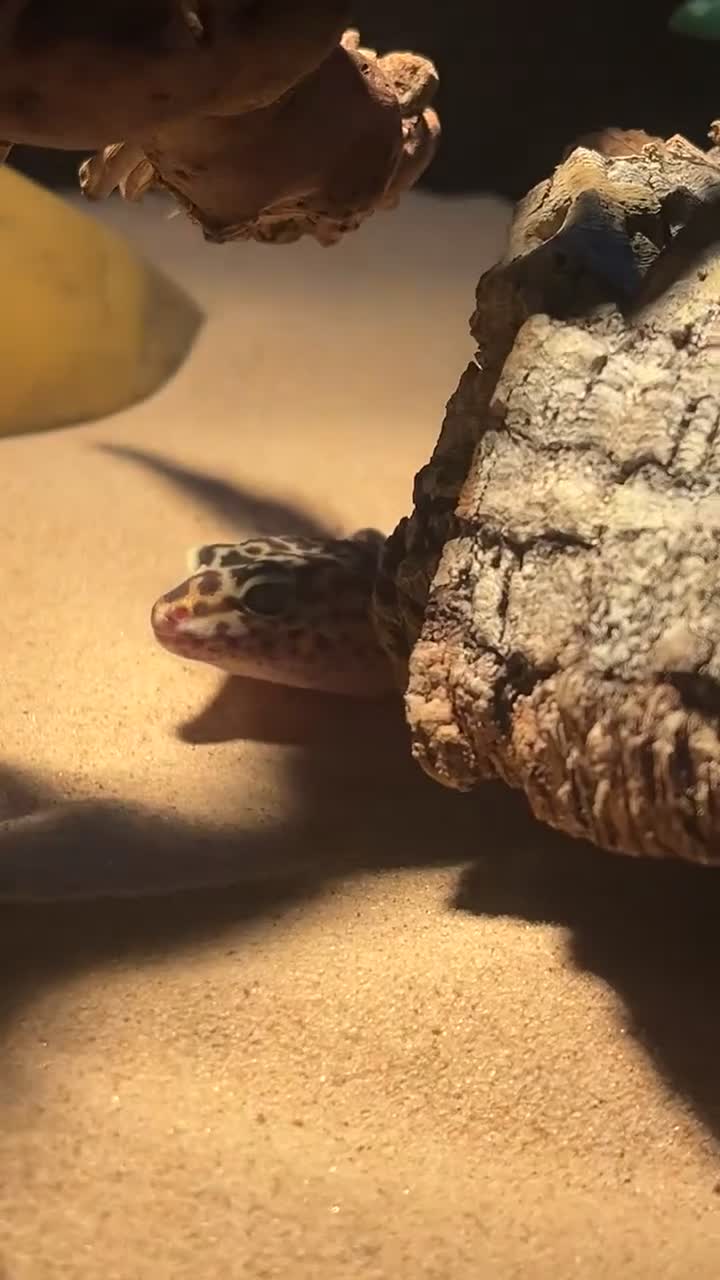 Gecko reptiles for sale: Female leopard gecko  - Video 1
