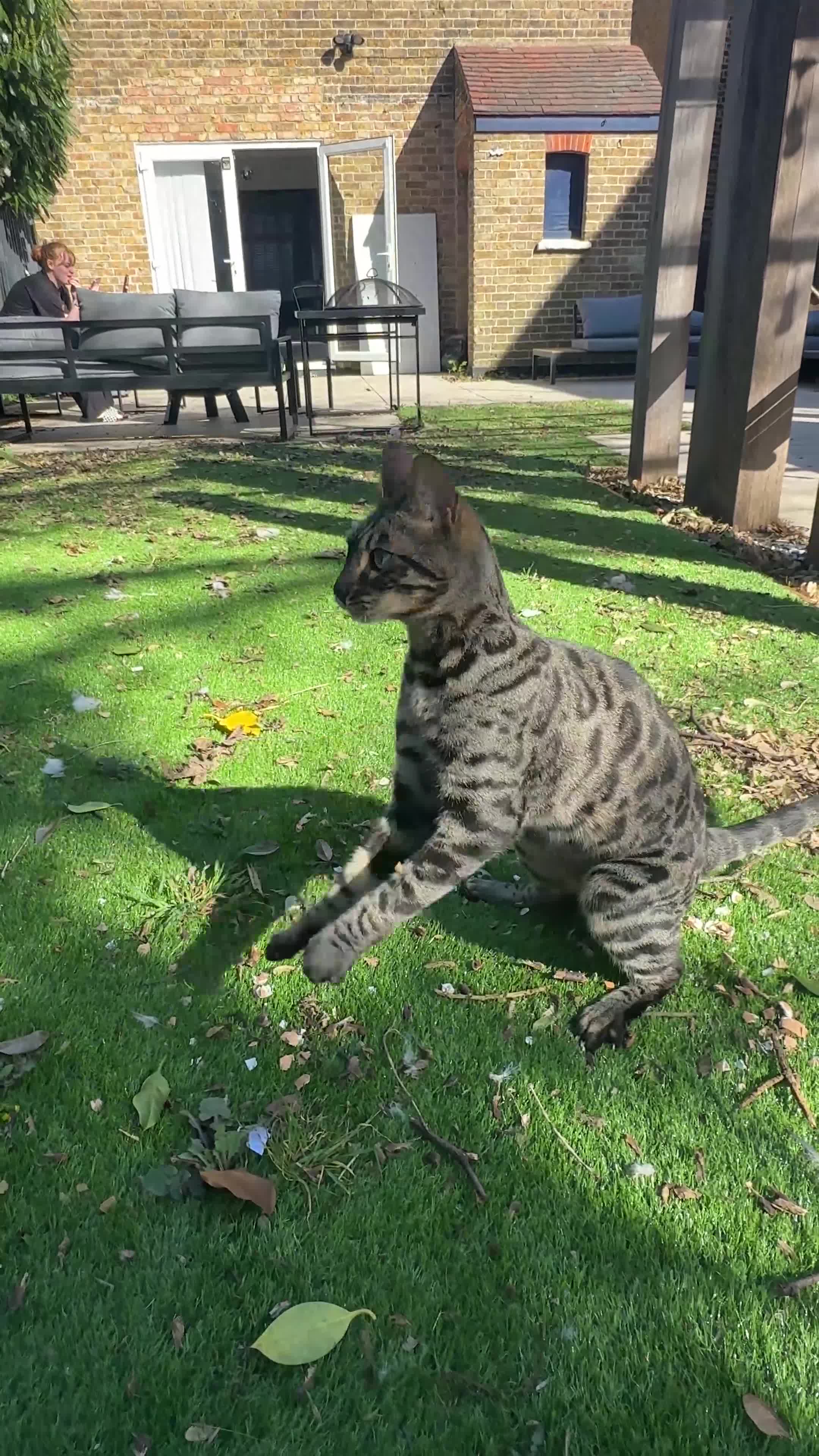 Bengal cats for sale: Merlin, 2 Years, Bengal, neutered - Rehoming - Video 1