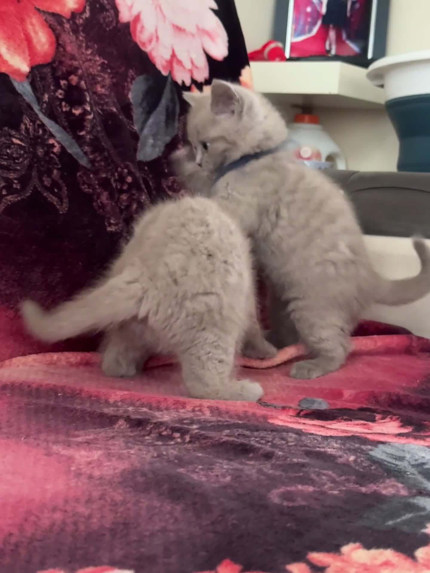 British Shorthair cats for sale: Gorgeous Cream and Lilac British Shorthairs - Video 3