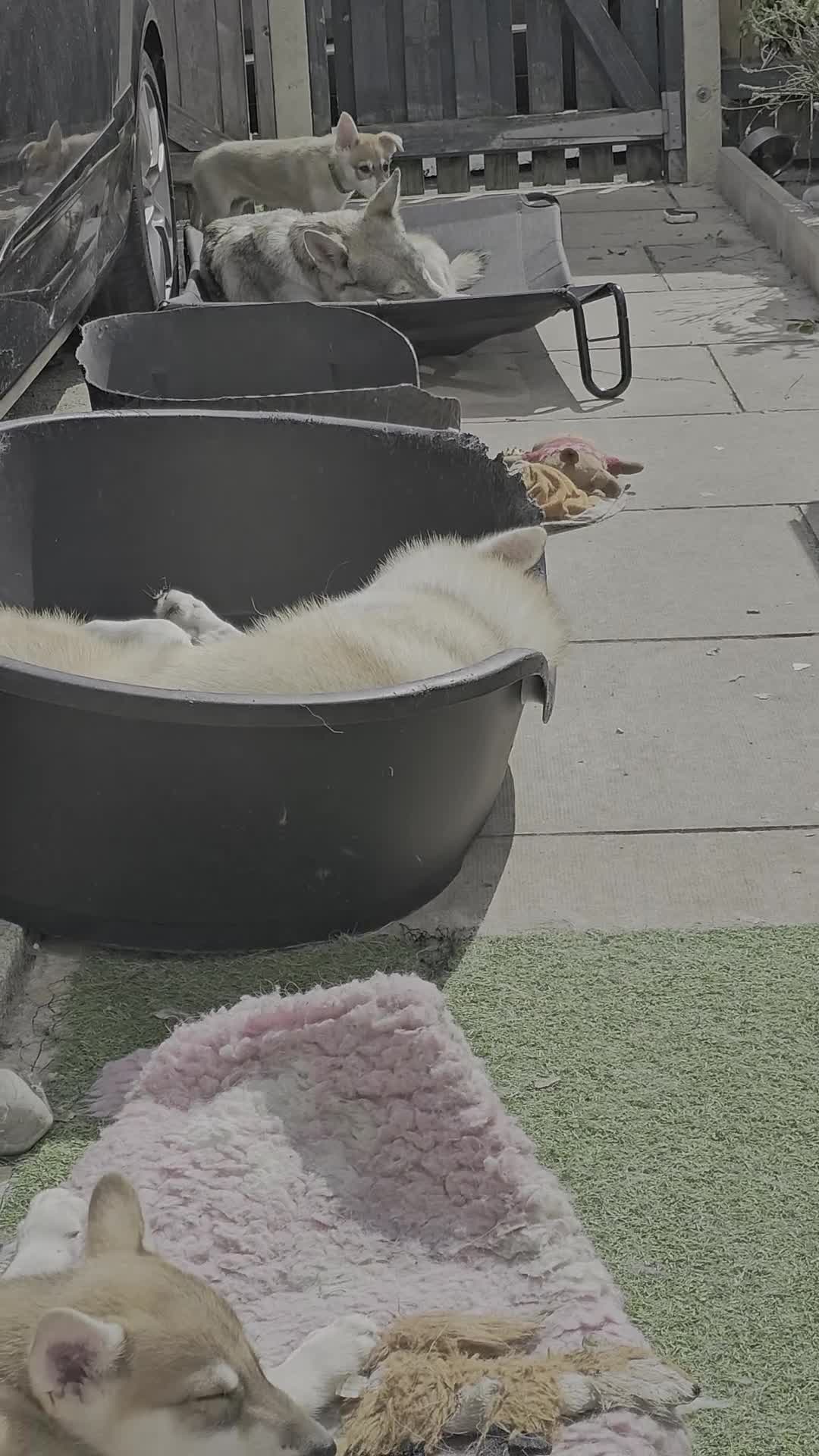 Saarloos Wolfdog dogs for sale: Wolfdog puppies. 1 boy, 3 girls available  in Wigan - Video 2
