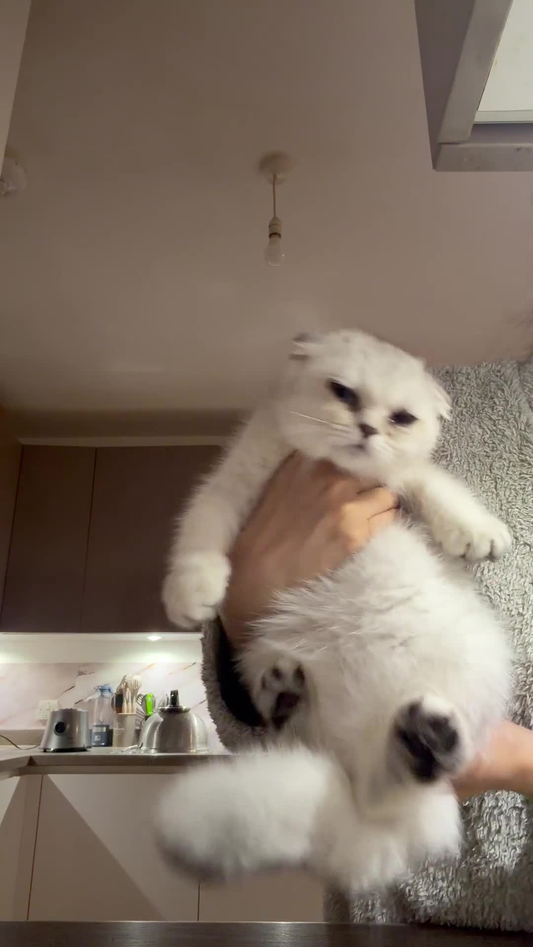 Scottish Fold cats for sale: Adorable Scottish fold/ Scottish straight Pure  - Video 3