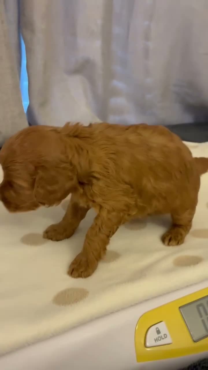 Cockapoo dogs for sale: Cockapoo toy puppies, amazing litter of 7 - Video 1