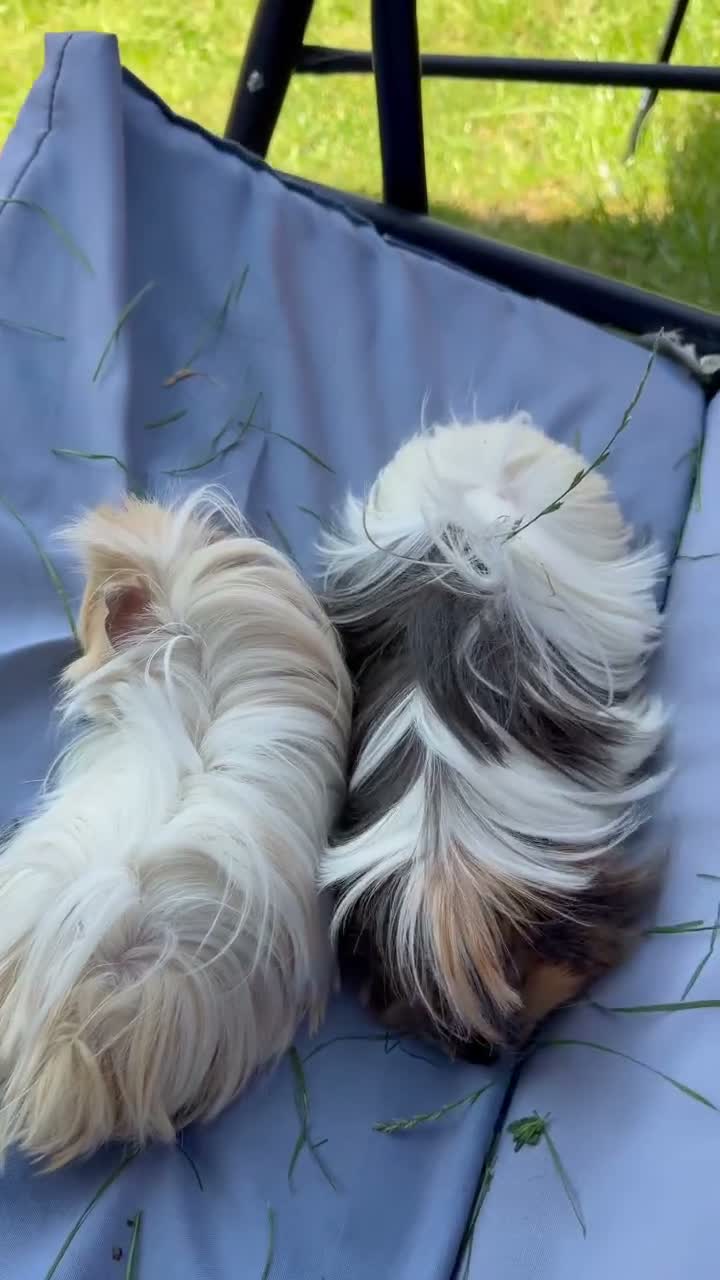 Guinea Pig rodents for sale: Caramel and Mellow in Aylesbury - Video 1