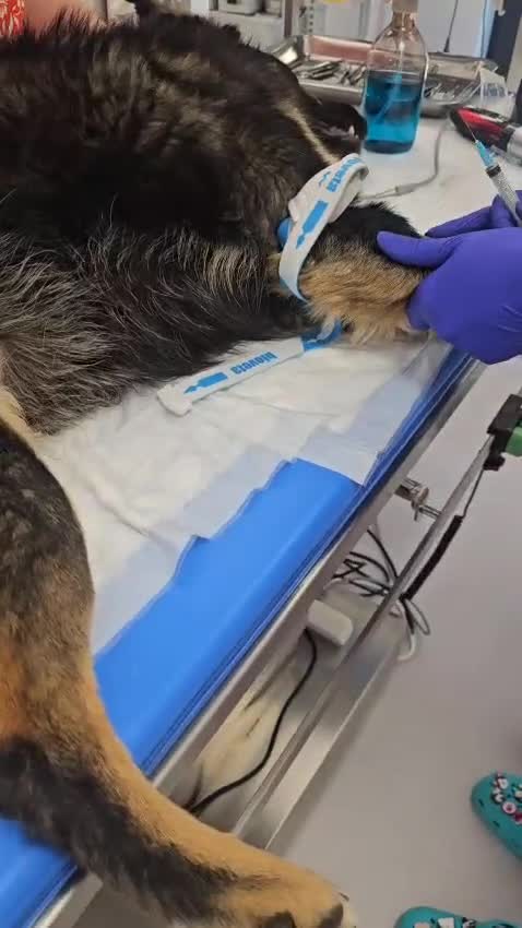 Mixed Breed dogs for adoption: A poor, gentle 3 legged boy needs a Loving Home - Video 3