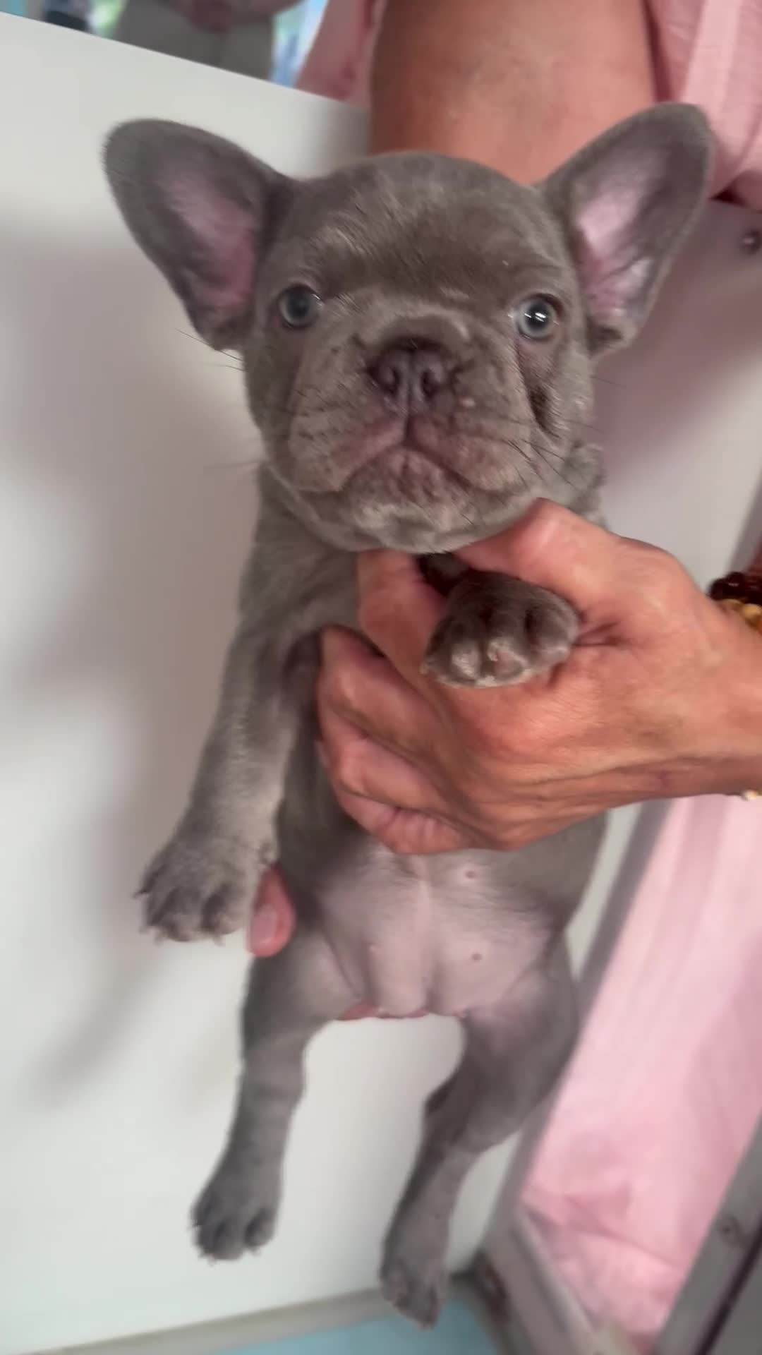 French Bulldog dogs for sale: 2 frenchie puppies for sale  in Dartford - Video 1