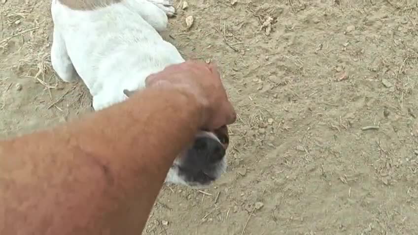 Mixed Breed dogs for adoption:  🚨 A Home For Bebe ❤️  - Video 1