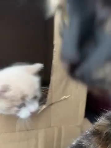 Mixed Breed cats for sale:  Beautiful Playful Kittens Ready for reservations  - Video 1
