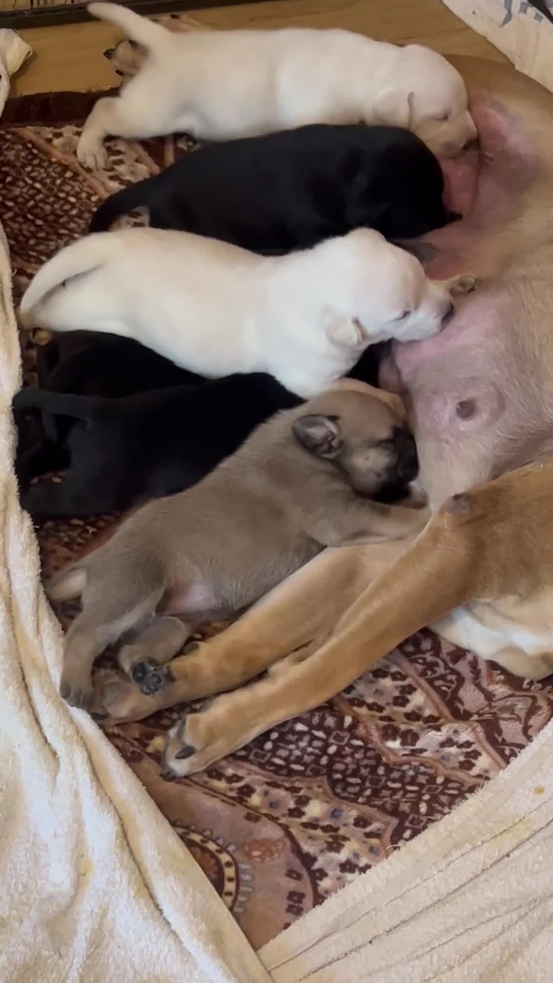 Mixed Breed dogs for sale: Beautiful mix Labrador/German Shepherd/Stuffy - Video 1