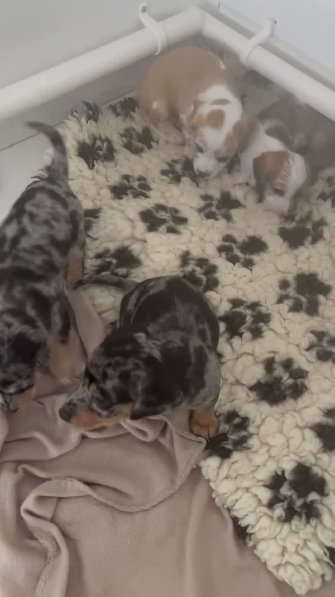 Mixed Breed dogs for sale: Beautiful pups for sale  - Video 1
