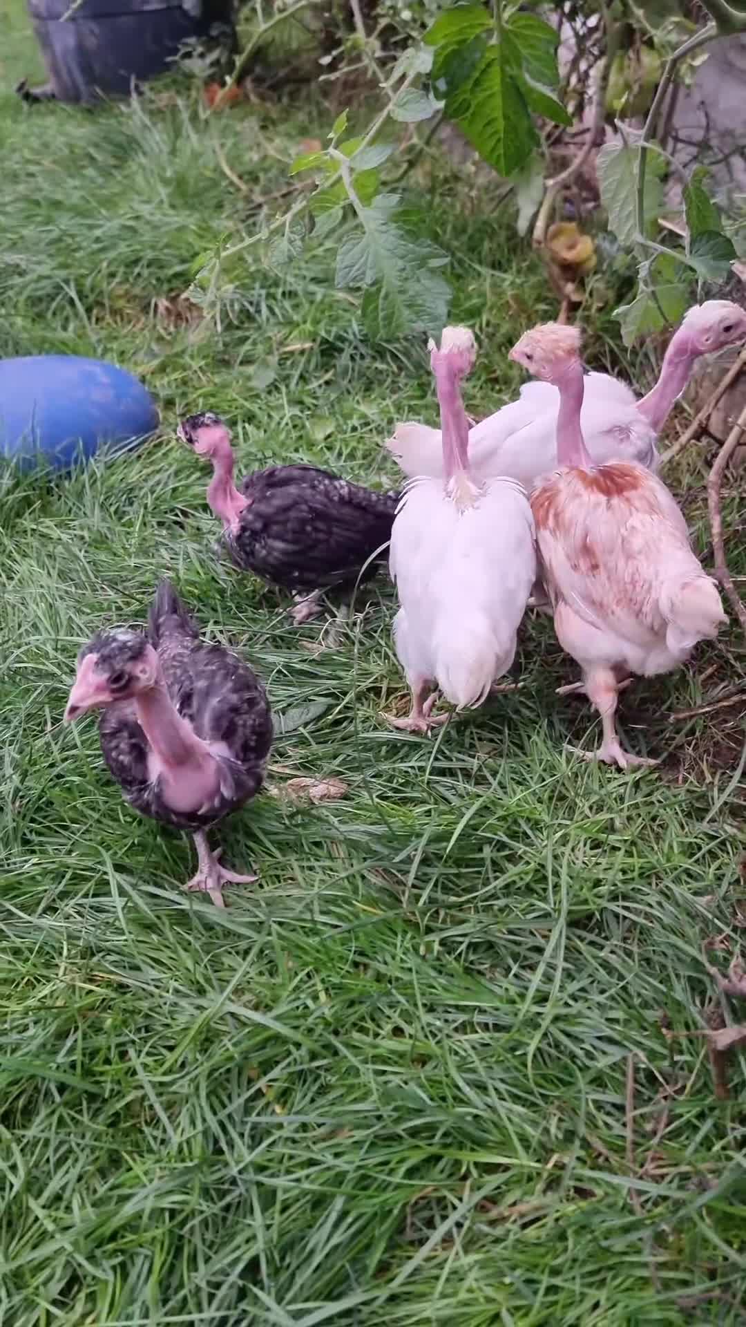 Chickens poultry for sale: Transylvanian Naked Neck Chicks - Video 1