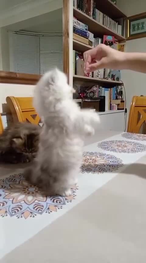 Persian cats for sale: Two Exquisite Persian Chinchilla Doll Face Kittens - Video 2