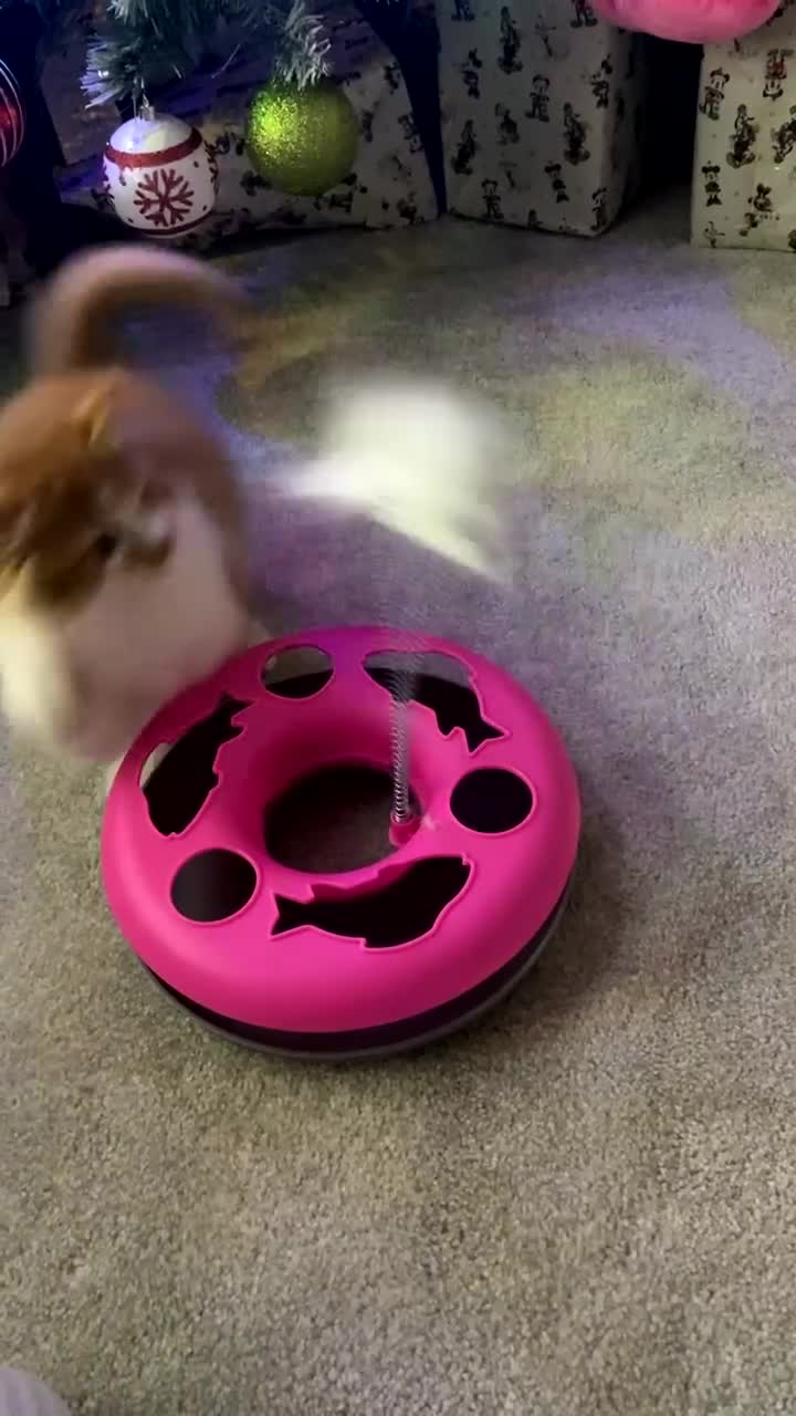 British Longhair cats for sale: 9 week old kitten  - Video 1