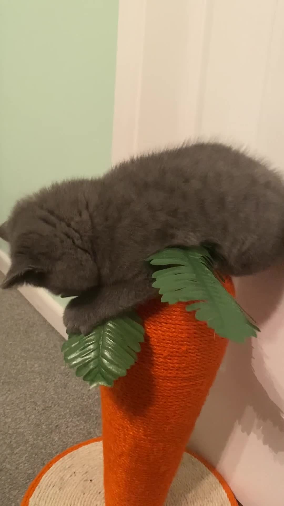 British Shorthair cats for sale: The Most Beautiful Angel on Earth🌸Pedigree BHS - Video 1