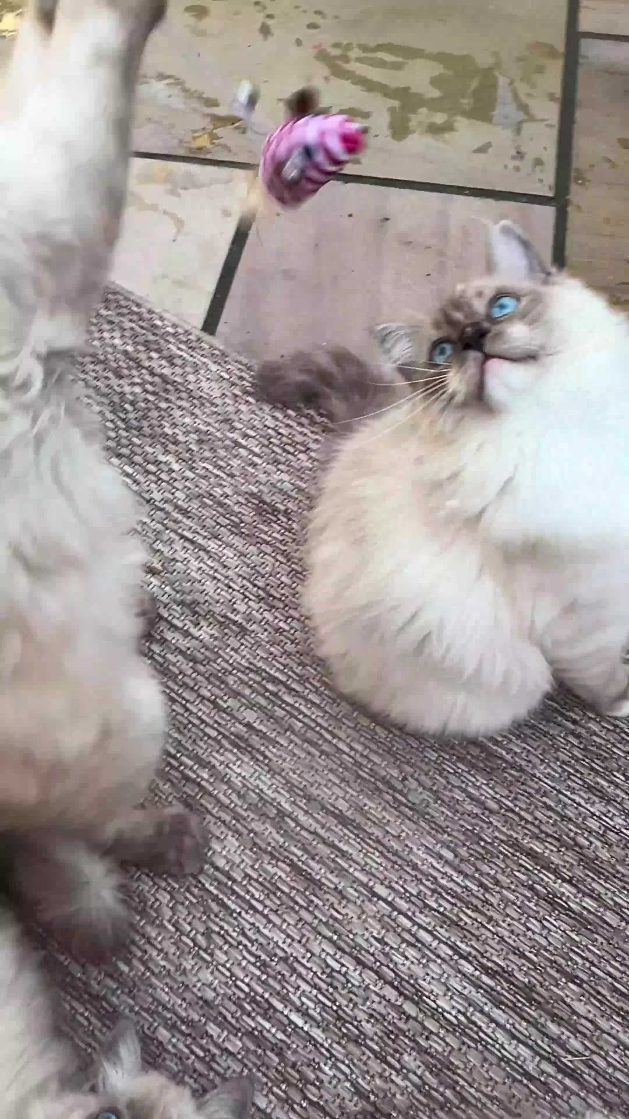 Ragdoll cats for sale: Ragdolls Mink Sepia TICA Cherubims Quality  - Video 1