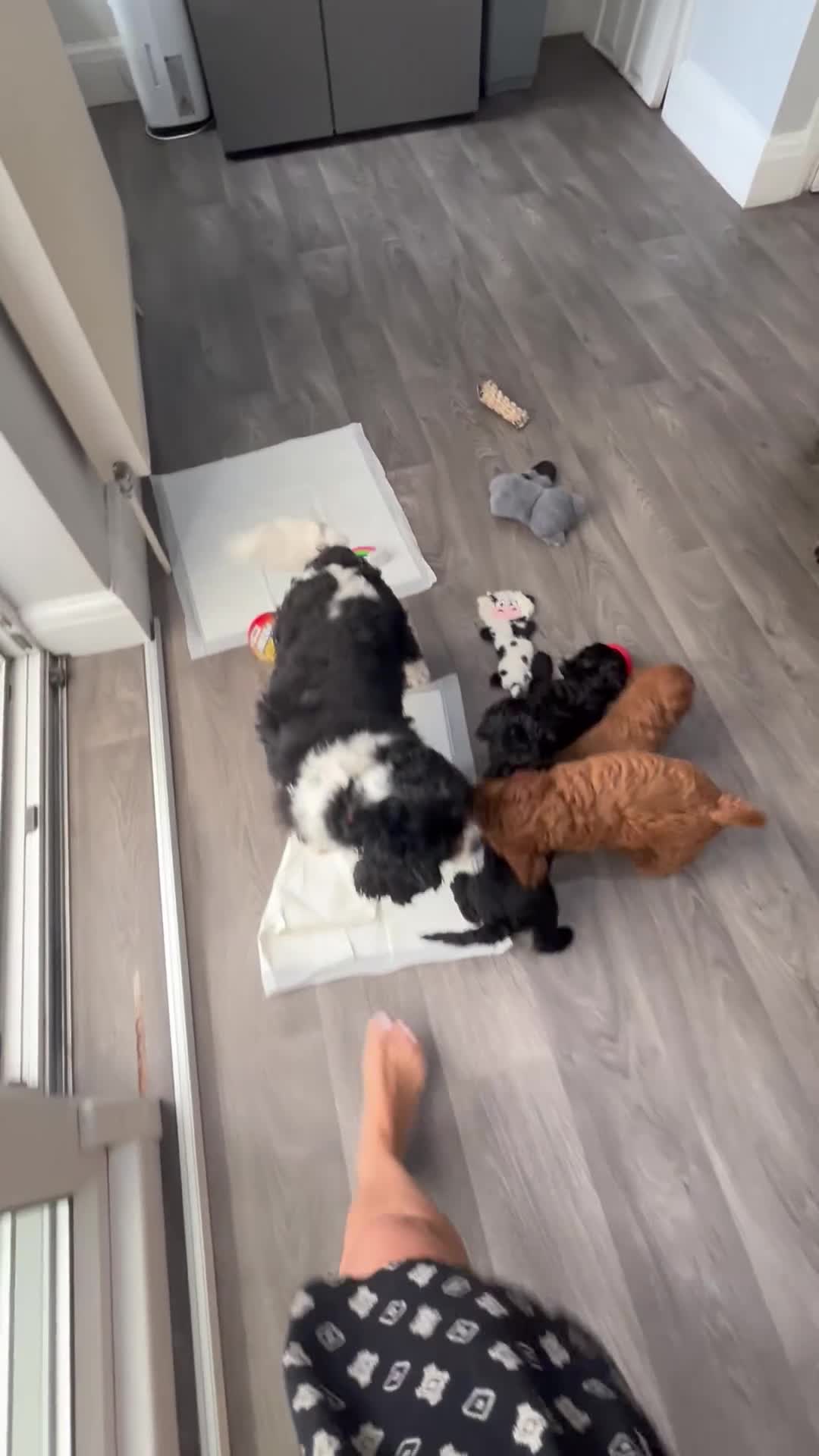 Cavapoo dogs for sale: READY NOW Beautiful f1b black Cavapoos DNA Clear  - Video 2