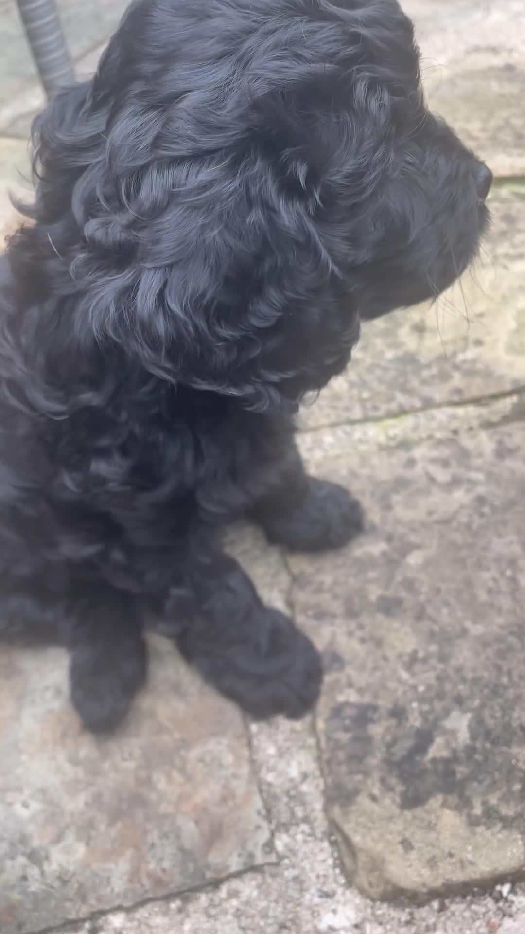 Cavapoo dogs for sale: F1 Cavapoos  - Video 4