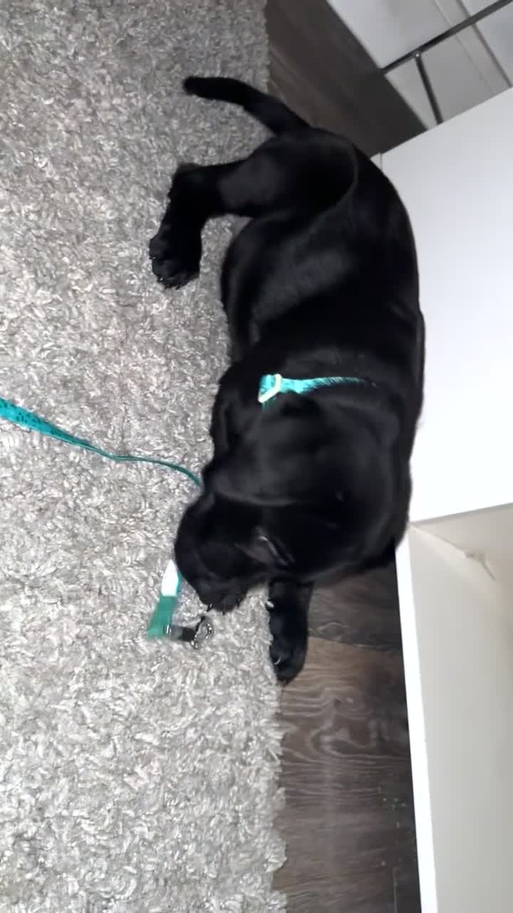 Labrador Retriever dogs for sale: labour retriever puppy  - Video 5