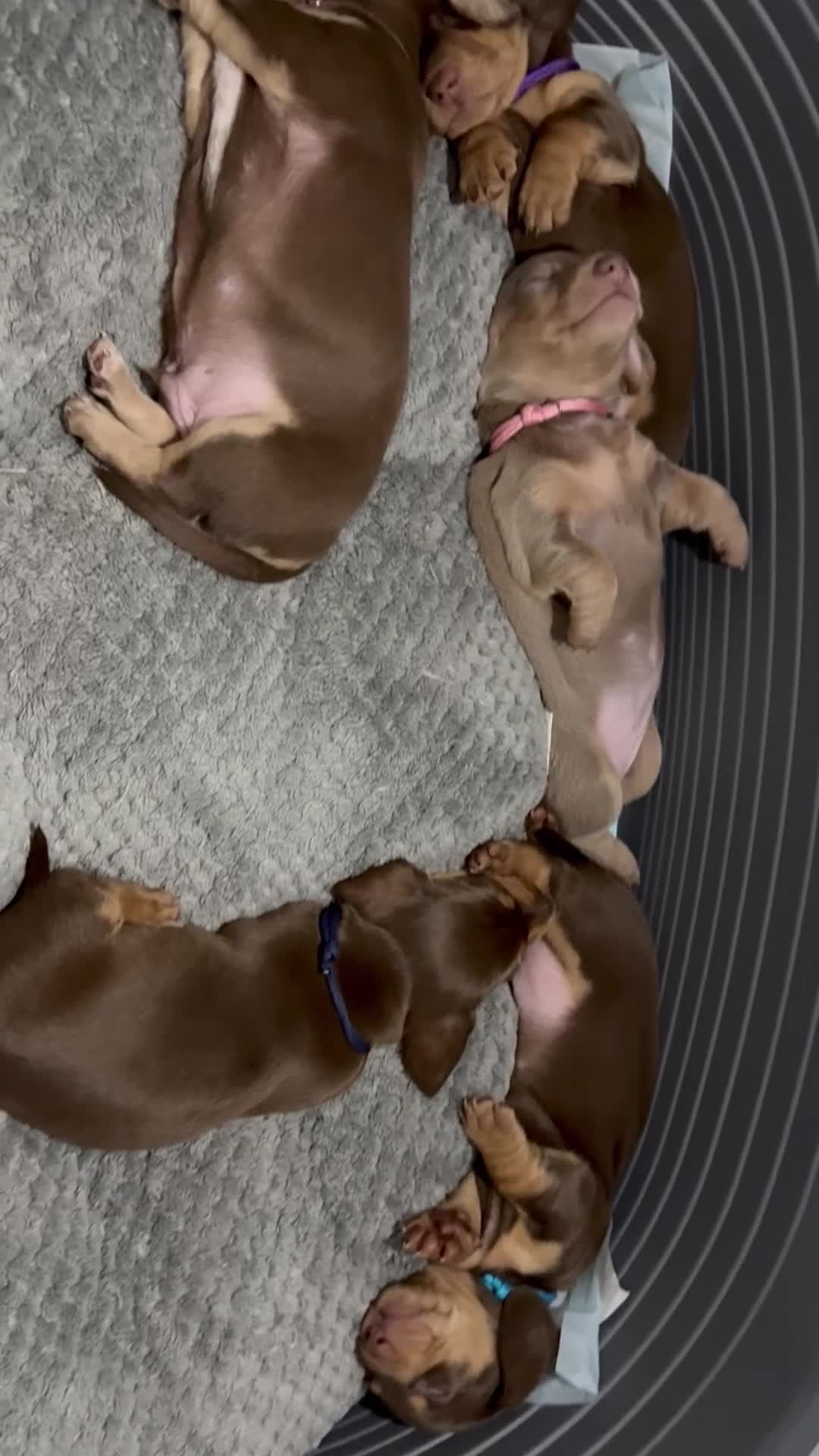 Dachshund dogs for sale: Beautiful KC Registered Miniature Dachshund Litter - Video 1