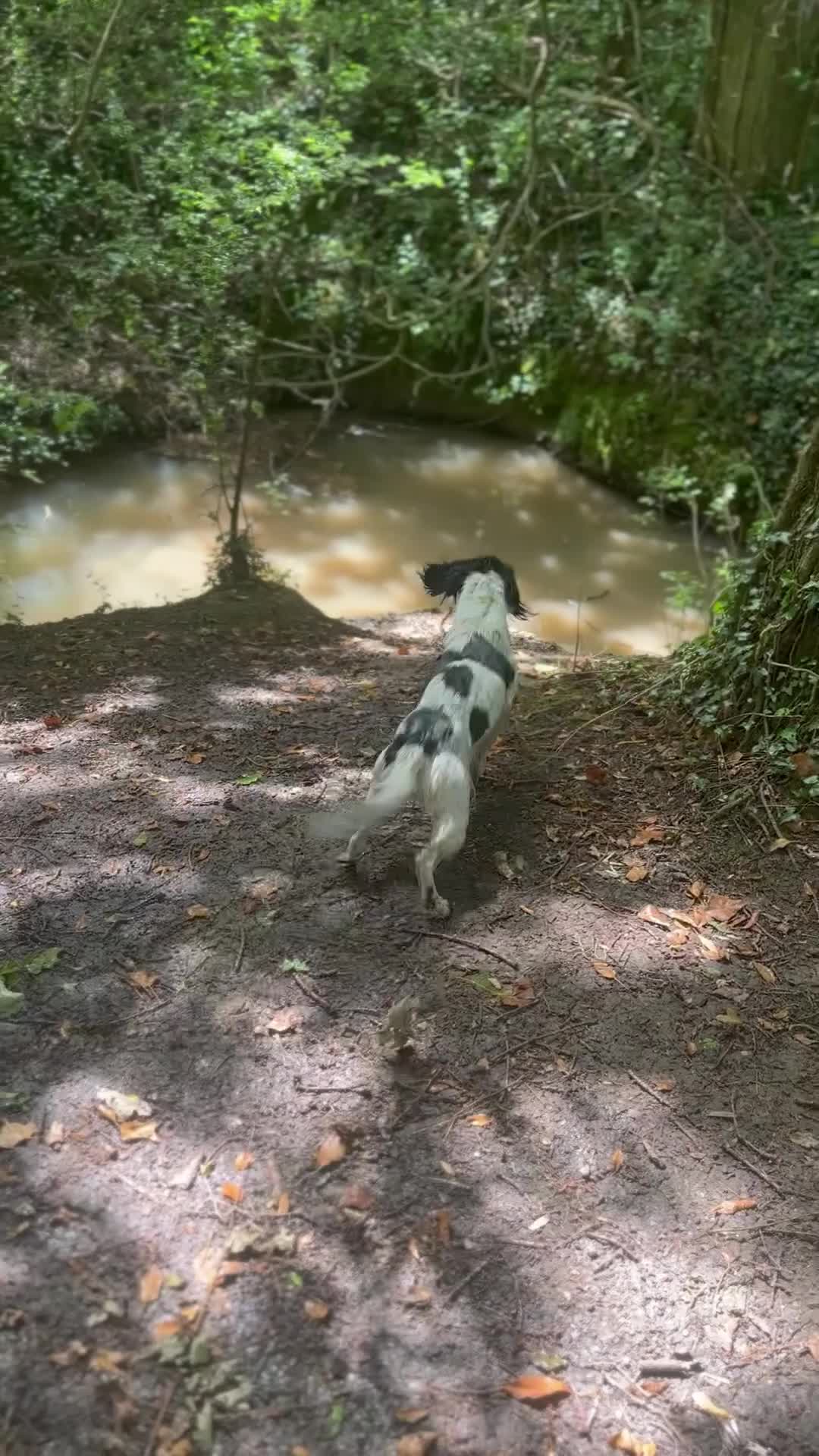 English Springer Spaniel dogs for sale: English Springer Spaniel Puppies Waiting List!! - Video 1