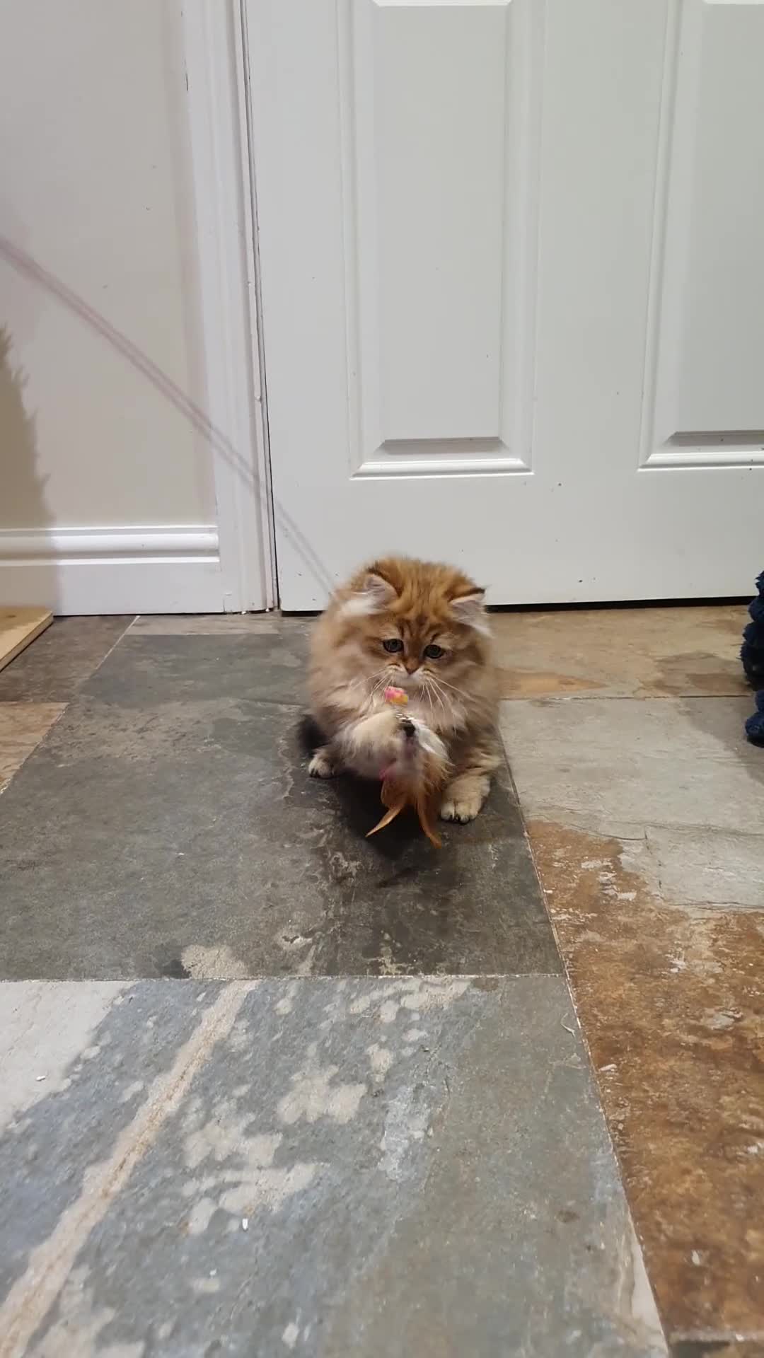 Persian cats for sale: 💖Beautiful Pedigree Chinchilla Persian Kittens.  - Video 2