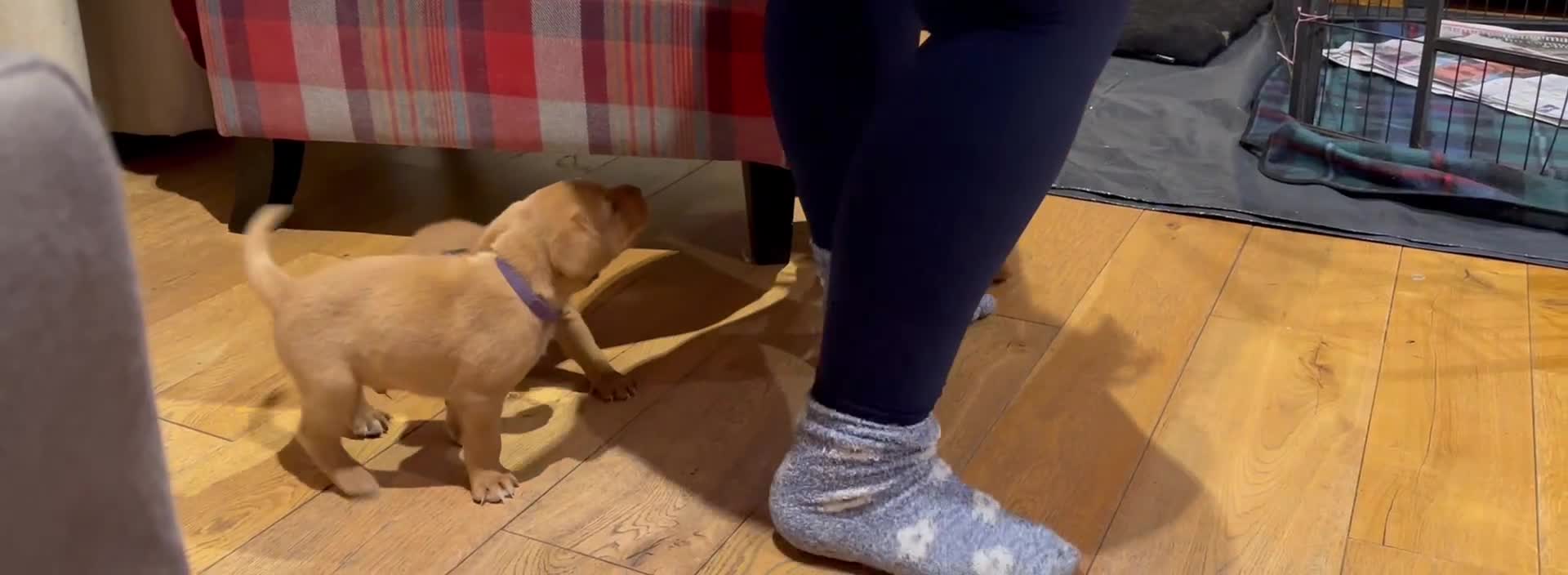 Labrador Retriever dogs for sale: Excellent Labrador puppies for sale - Video 1