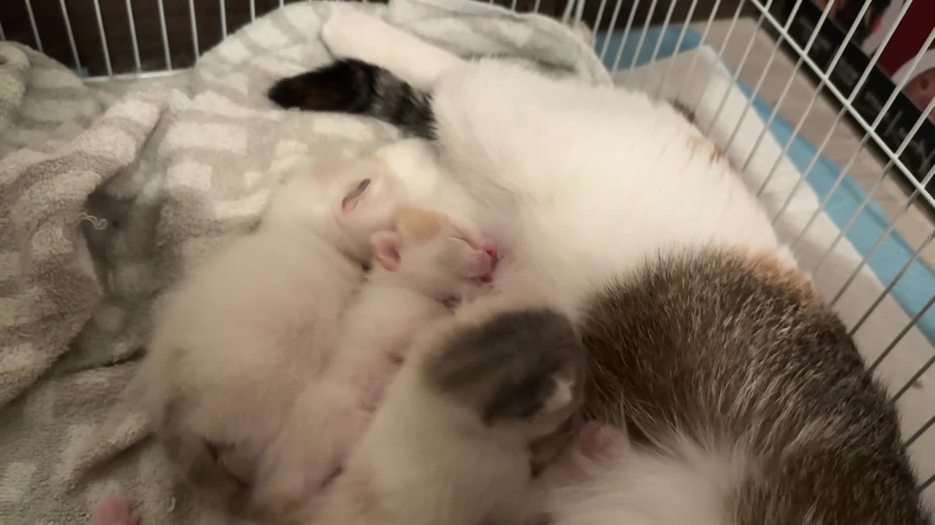 Turkish Van cats for sale: Lovely Turkish Van x Angora Kittens in Feltham - Video 2