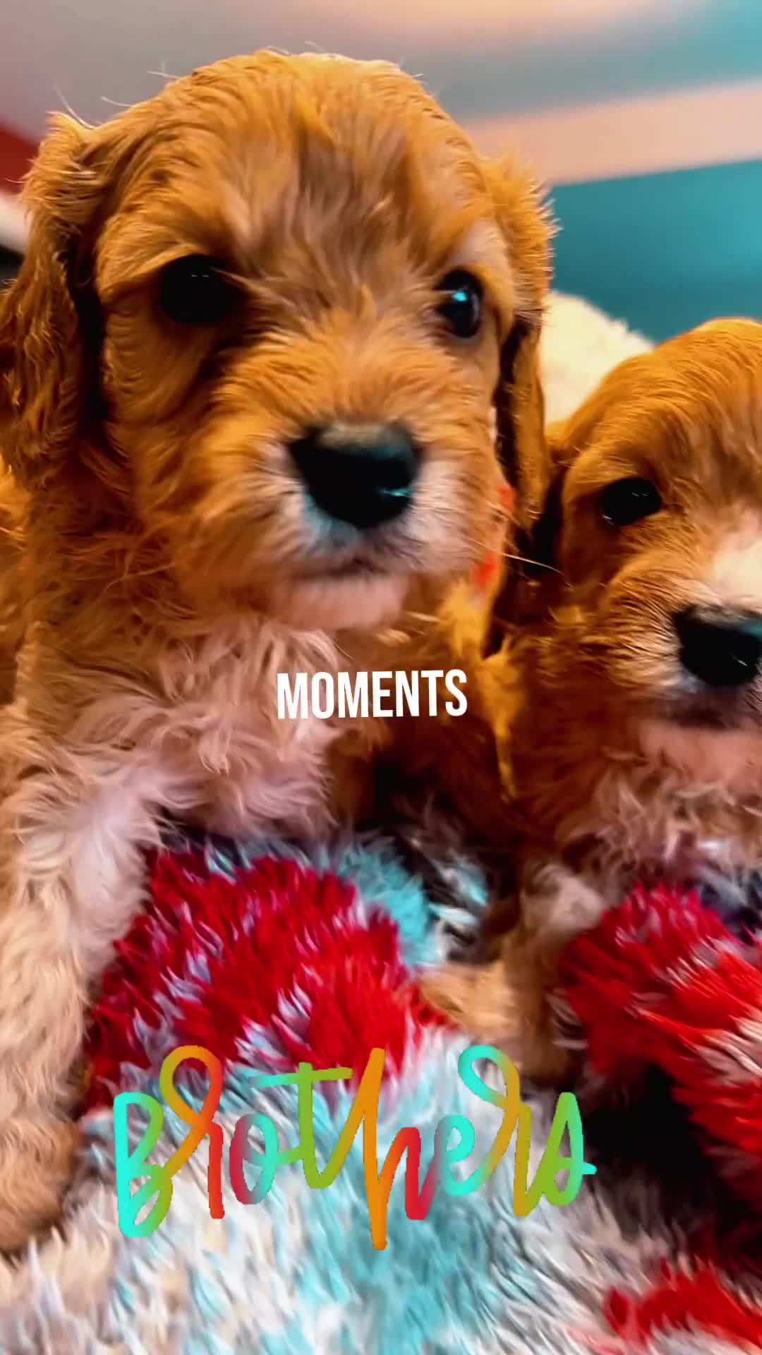 Cavapoo dogs for sale: Real Life Teddy Bears, Cavapoo babies  - Video 3