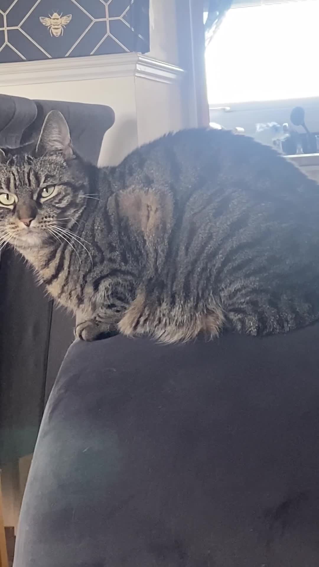 Domestic Shorthair cats for sale: Lola looking for new home  - Video 1