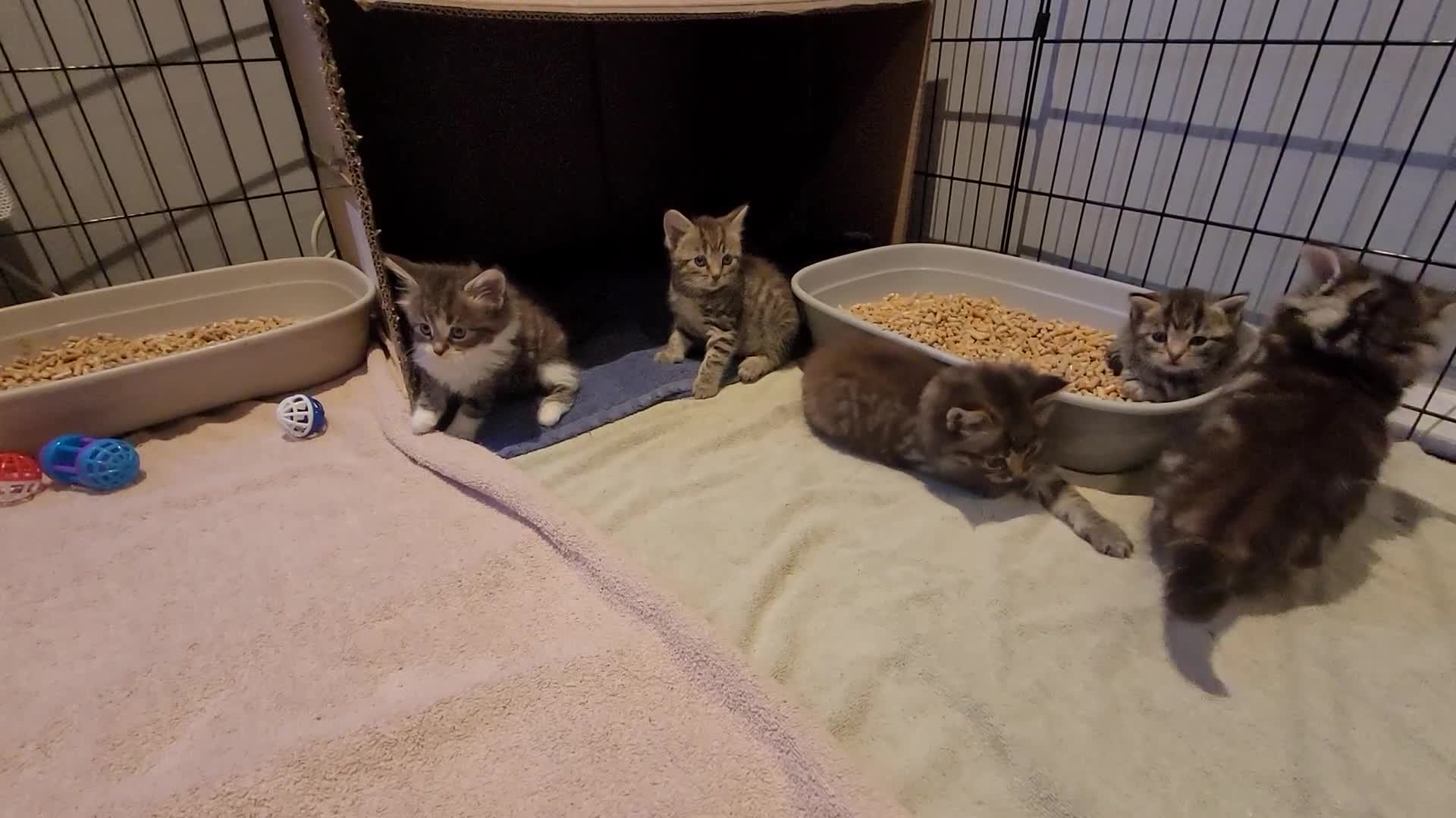 Mixed Breed cats for sale: 5 kittens *2boys**3 girls* available 31st May - Video 1