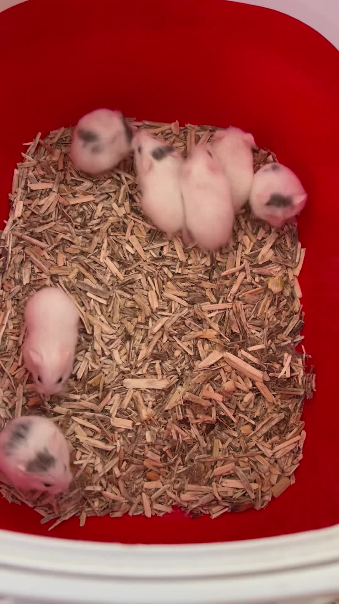 Hamster rodents for sale: Roborovski babies show winning parents - Video 1