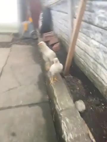 Chickens poultry for sale: Aseel Chiken for sale 1 rooster 1 hen and 2 chiks  in Bolton - Video 1