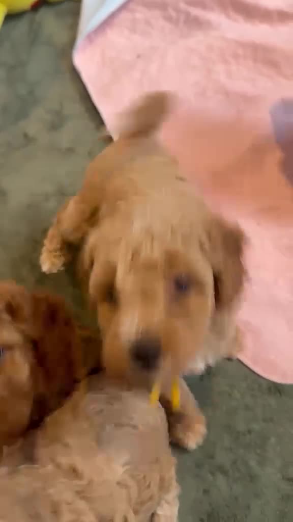 Cavapoo dogs for sale: Beautiful F1bb Cavapoo Puppies x 5 - Video 2