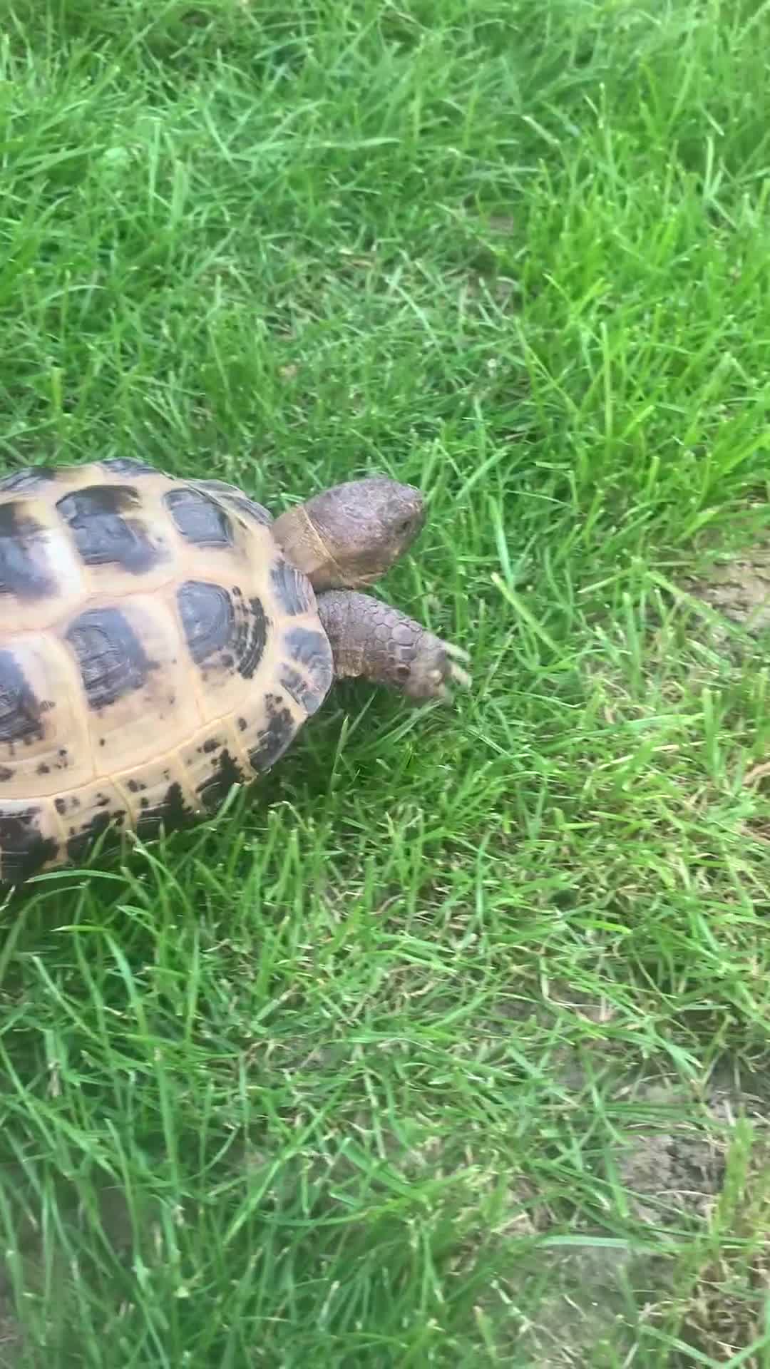 Tortoise reptiles for sale: Horsefield Tortoise - Video 1