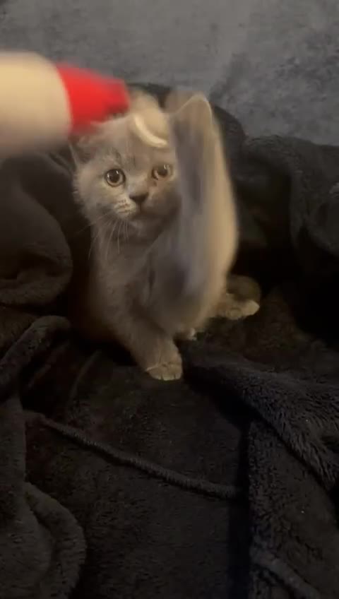 British Shorthair cats for sale: British shorthair  - Video 2