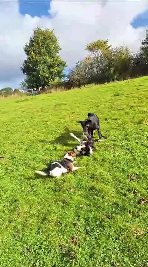Jack Russell dogs for sale: Male Jack Russell for sale in Bingley - Video 1