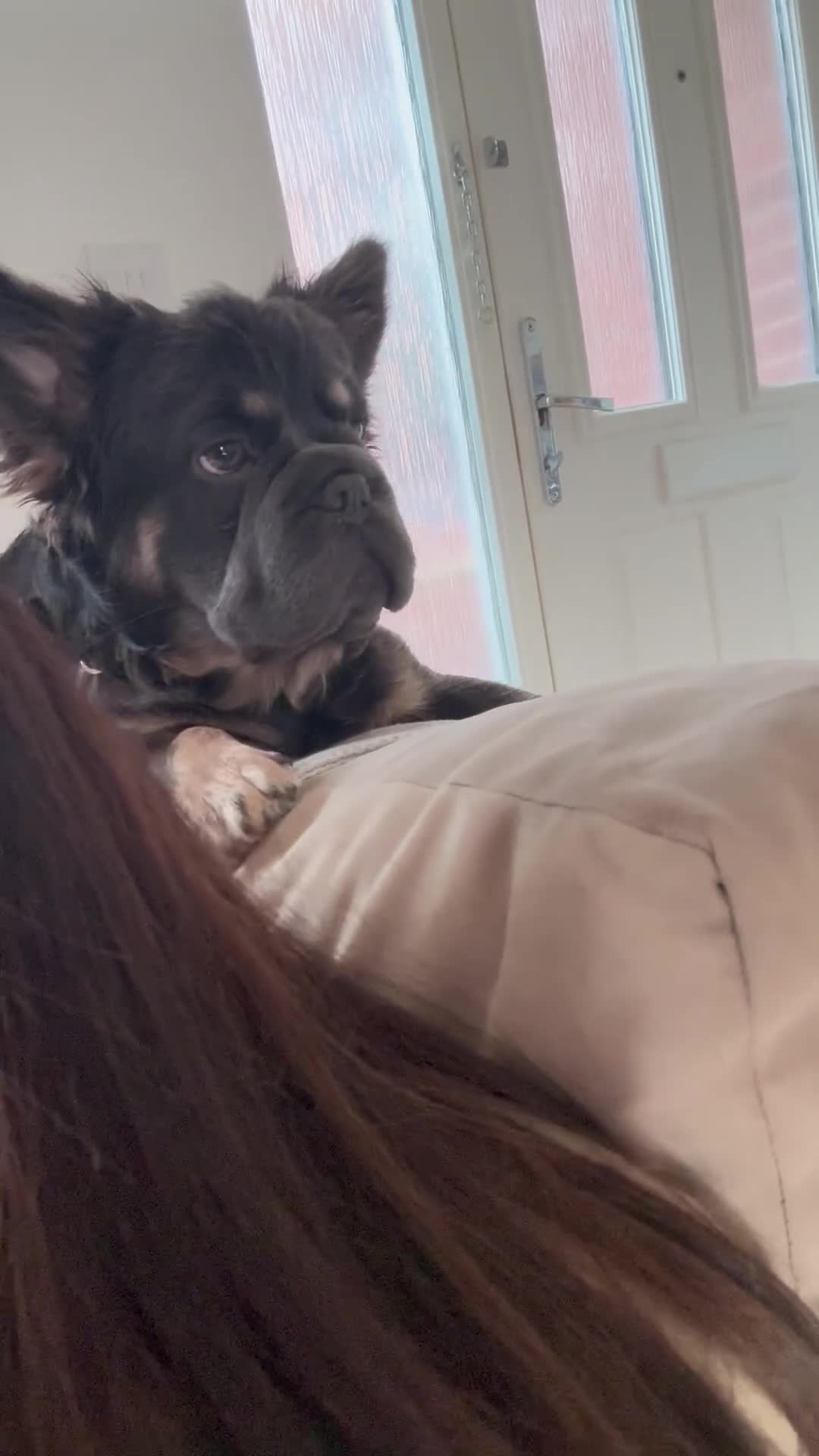 French Bulldog dogs for stud:  **  frenchie STUD in Leamington Spa - Video 3